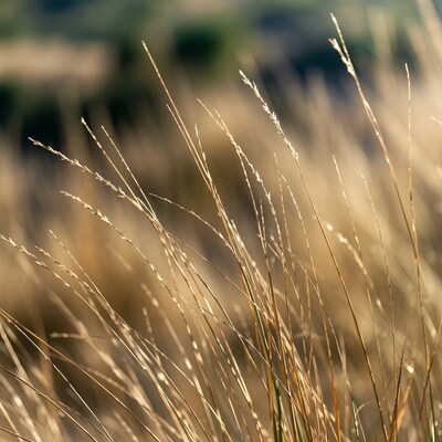 Golden grass blades in sunlight