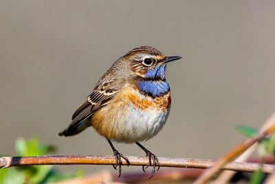 Whinchat Bird on Branch