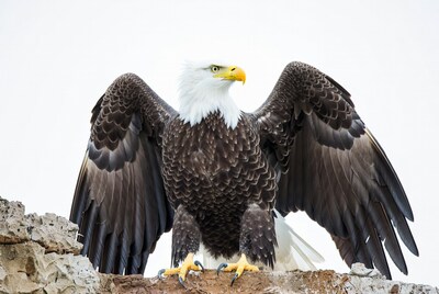 Bald eagle with wings spread