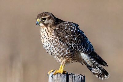 American Kestrel Perched on Post