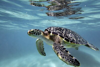 Sea Turtle Swimming Underwater