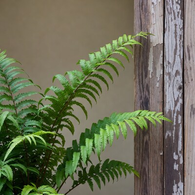 Lush Fern Plant Against Wooden Wall