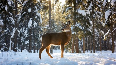 White-tailed deer in snowy forest