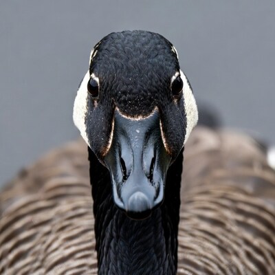 Canada Goose close-up portrait