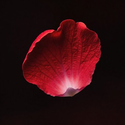 Red Rose Petal on Black Background