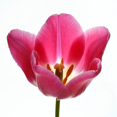 Pink tulip flower on white background