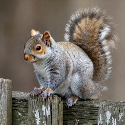Gray squirrel on wooden fence