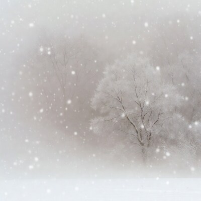 Snowy Tree in Blizzard