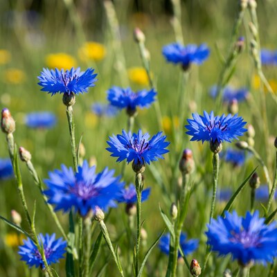 Cornflowers in green meadow