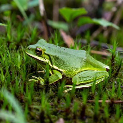 Green tree frog on mossy grass