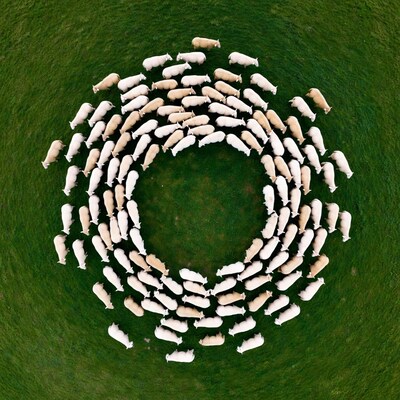 Sheep forming circle in green field