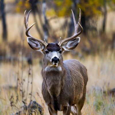 Mule Deer Buck with Large Antlers