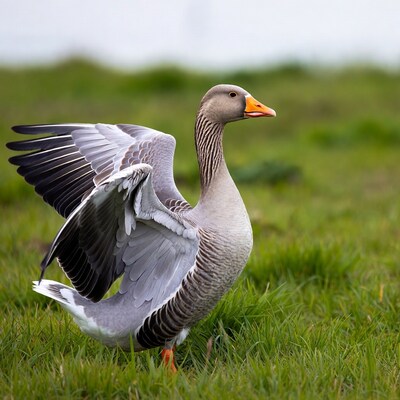 Greylag goose flapping wings on grass