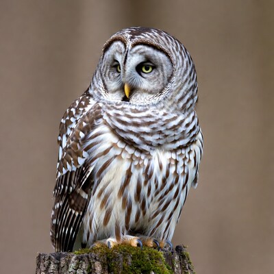 Barred Owl Perched on Mossy Stump