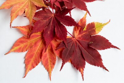 Red Japanese Maple Leaves on White