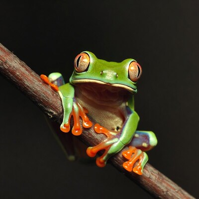 Red-eyed Tree Frog on Branch