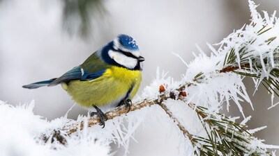 Blue Tit Perched on Snowy Pine Branch