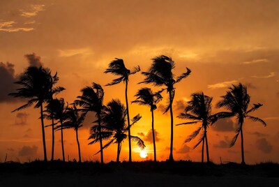 Silhouette Palm Trees at Sunset