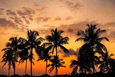 Silhouetted Palm Trees at Sunset