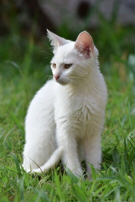 White kitten sitting in green grass