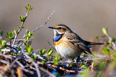 Whinchat bird on green twigs