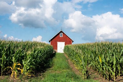 Red Barn in Corn Field