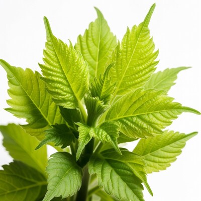Cannabis leaves on white background