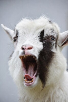 Goat yelling with open mouth