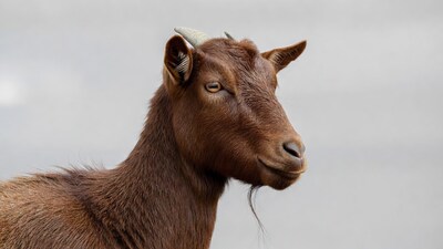 Brown goat profile on gray background