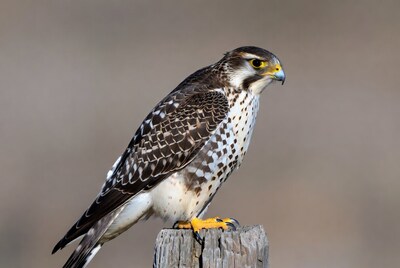 Peregrine Falcon Perched on Post