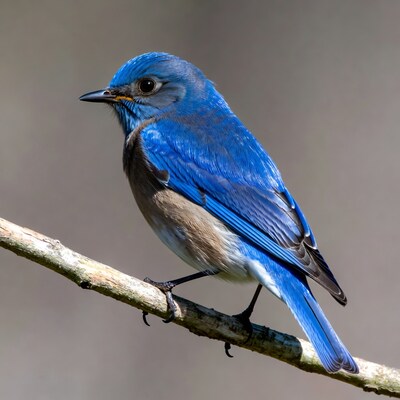 Eastern Bluebird perched on branch