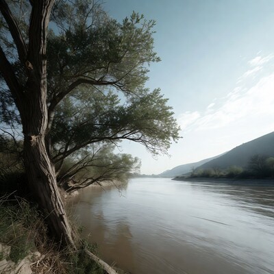 Tree by River and Mountains