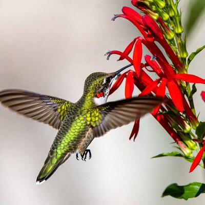 Hummingbird feeding on red flowers