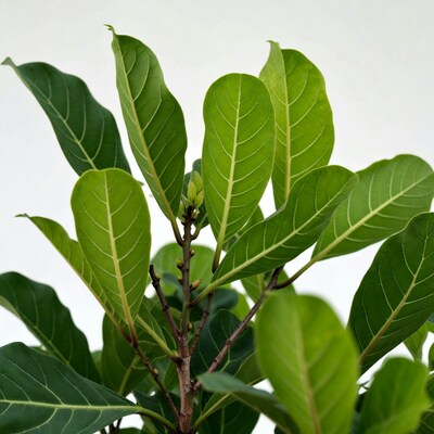 Ficus Plant Leaves with Buds