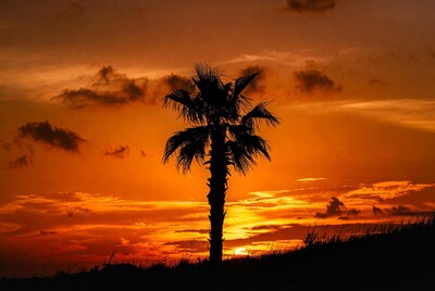 Silhouette Palm Tree at Sunset