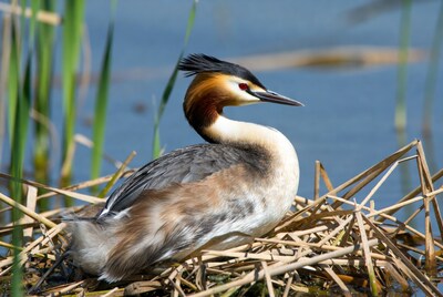 Great Crested Grebe on nest
