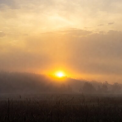 Sunrise over misty reeds and forest