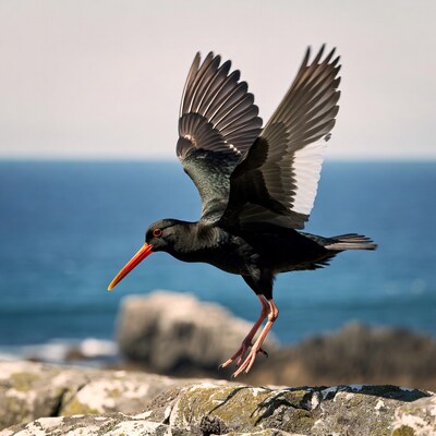 Black Oystercatcher Flying over Ocean Rocks