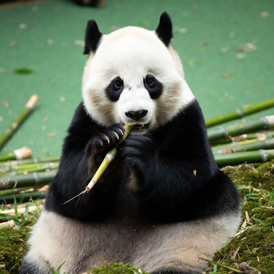 Panda eating bamboo