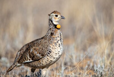 Hungarian Partridge with yellow collar