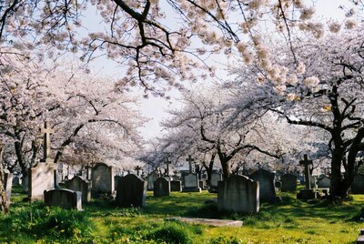 Cherry Blossoms Over Cemetery Graves