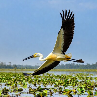 Yellow-billed Stork Flying over Lily Pads