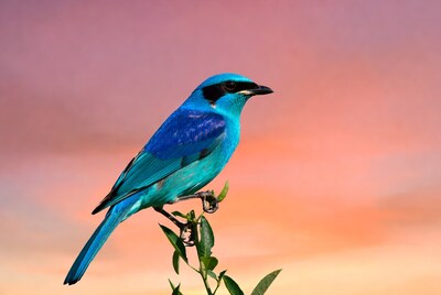 Blue Roller Bird on Branch at Sunset