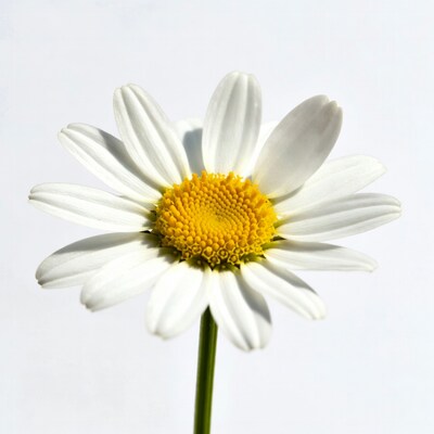 White Daisy Flower on Stem
