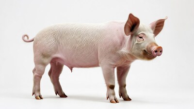 Pink pig standing on white background