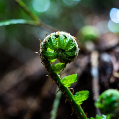 Closeup of Fern Fiddlehead in Forest
