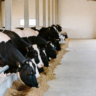 Holstein cows eating hay in barn