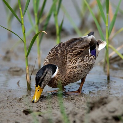 Mallard duck foraging in marsh