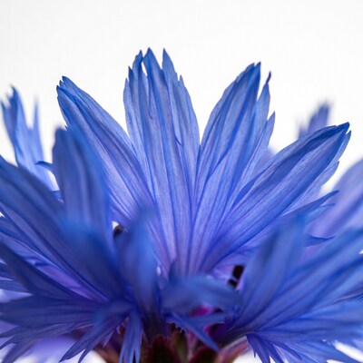 Closeup Blue Cornflower Bloom
