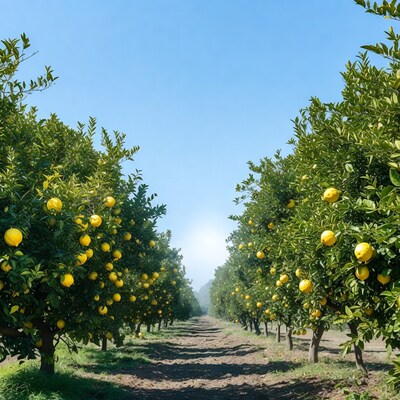 Lemon Grove with Dirt Path